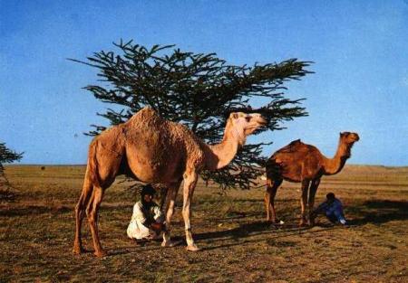 laayoun